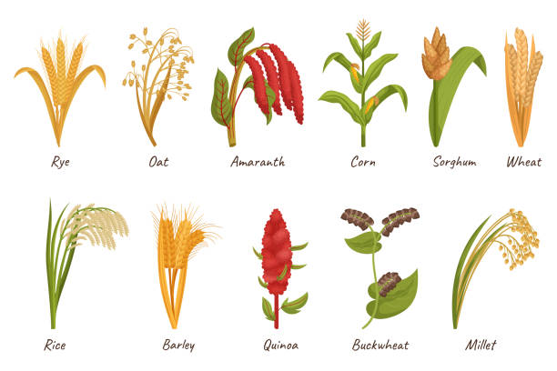 곡물 곡물 식물은 식용 종자를 위해 재배되어 주식을 제공합니다. 밀, 쌀, 옥수수 또는 귀리 - barley grass wheat isolated stock illustrations