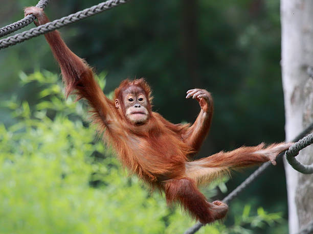 Young male Orangutan