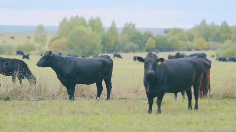 Cows at pasture. Green field background with animal eating grass. Static view.