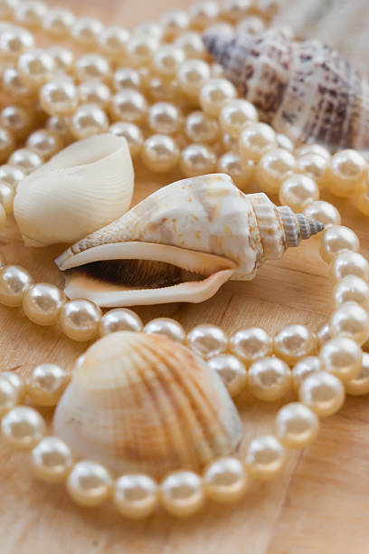 Shell and pearls. stock photo