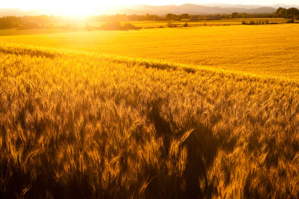 istock Summer Sunset Wheat Field Pasture 162833360