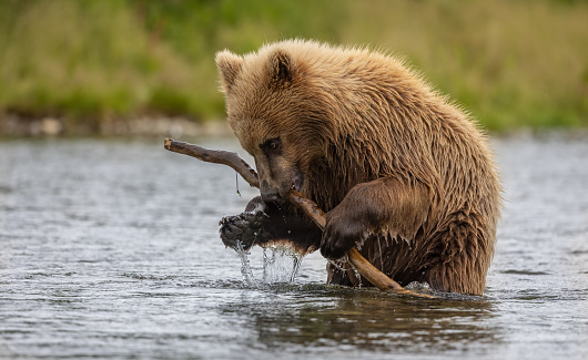 A brown (or grizzly) bear in Alaska chasing salmon