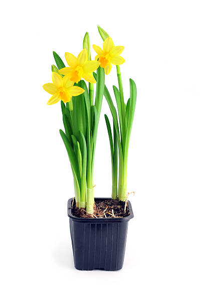 flower pot of yellow daffodil flower pot of yellow daffodil on white background. easter seasonal. paperwhite narcissus stock pictures, royalty-free photos & images