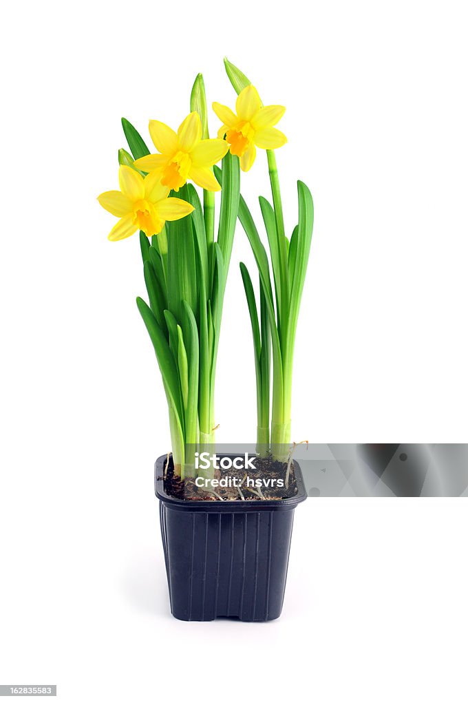 Vaso de Flor amarela Narciso - Royalty-free Narciso - Flor Foto de stock