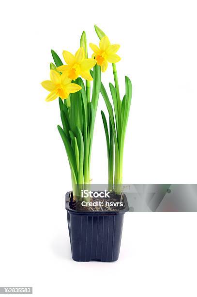 Vaso De Flor Amarela Narciso - Fotografias de stock e mais imagens de Narciso - Flor - Narciso - Flor, Mija-burro, Fundo Branco