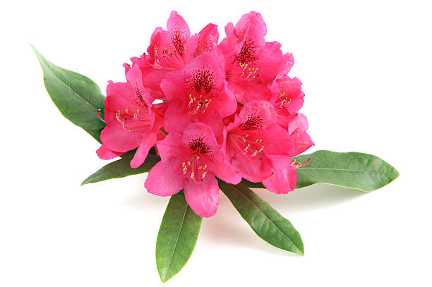 istock isolated pink purple Rhododendron on white background 162835628