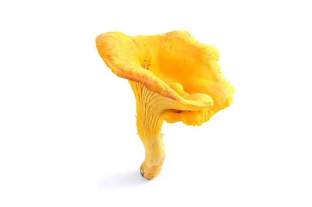 chanterelle or golden chanterelle mushroom - chanterelle or egg sponge (Cantharellus cibarius). Locally called on Pfefferling.