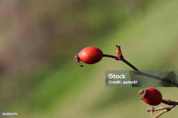 Rose Hip Stockfoto und mehr Bilder von Echter Teestrauch - Echter Teestrauch, Fotografie, Hagebutte