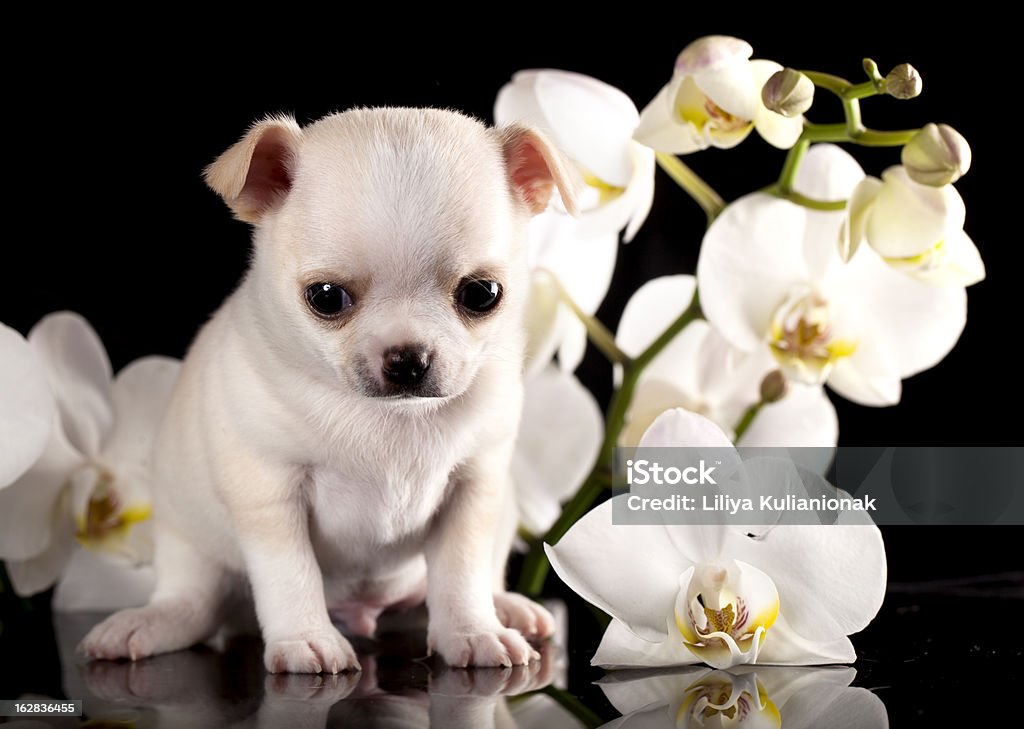 Chiot Chihuahua - Photo de Animal nouveau-né libre de droits