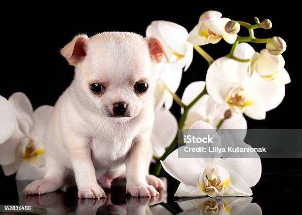 Photo libre de droit de Chiot Chihuahua banque d'images et plus d'images libres de droit de Animal nouveau-né - Animal nouveau-né, Animaux de compagnie, Blanc