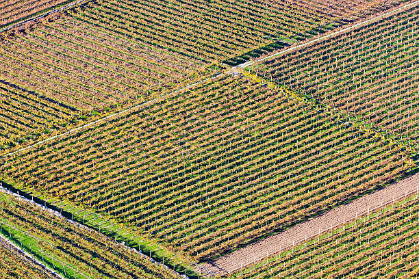 istock Autumn Vineyards, Italy 162836596