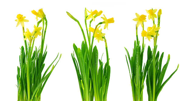 Narcissus and daffodil stock photo