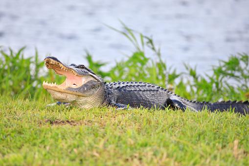 Alligator in the Florida wilderness