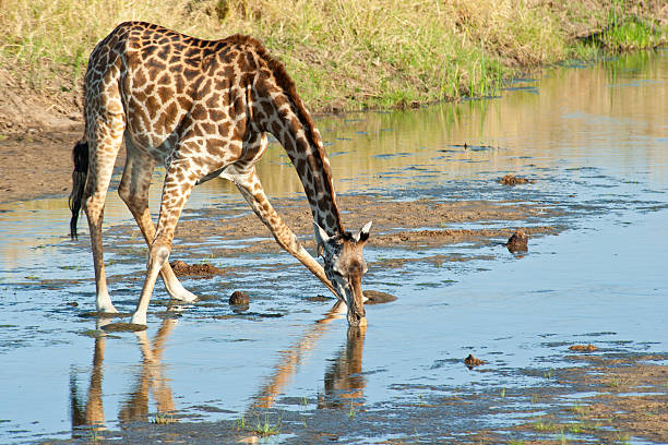 Full size Masai-Giraffe (Giraffa camelopardalis) in the shallow ater of Tarangire River in Tarangire National park in Tanzania. The Giraffe is spreading the legs to drink water.