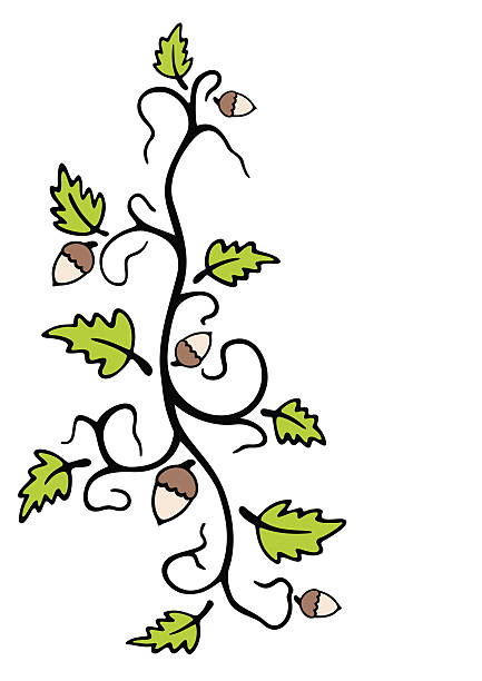 Oak y bellotas - ilustración de arte vectorial
