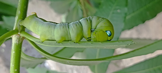 Caterpillars are happily eating leaves.