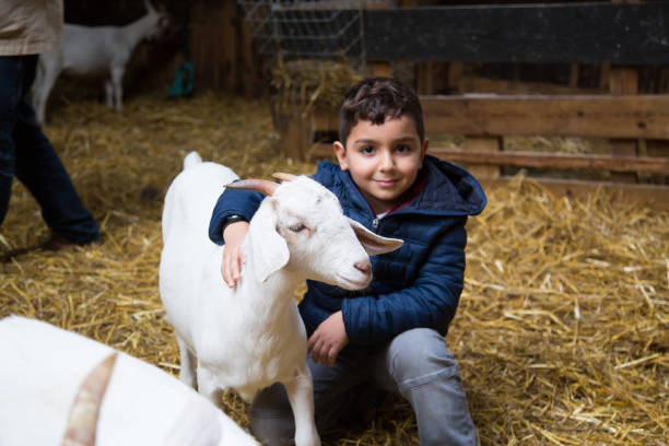 istock The Boy playing with the goat (third grade at elementary school) 1628404226