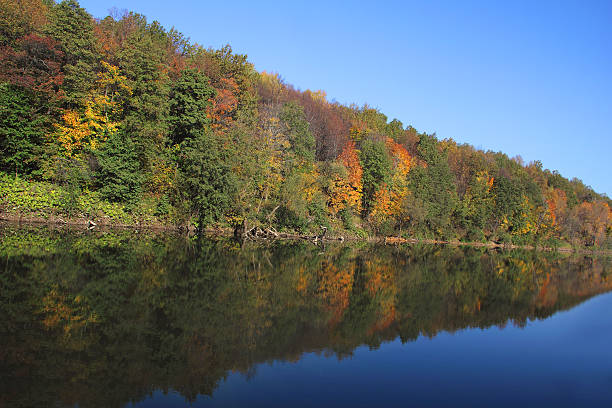 istock forest on bank of the river 162840442
