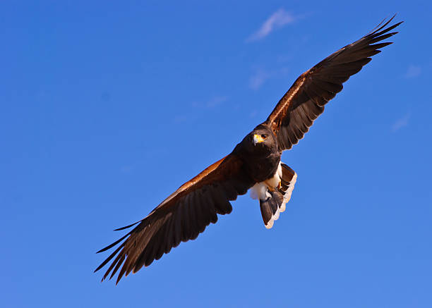 Soaring Harris Hawk stock photo