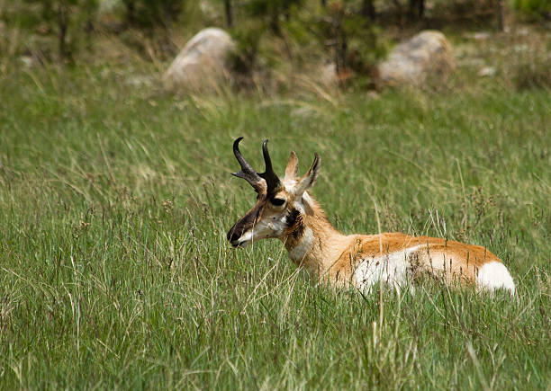 istock Prey in to the prairie 162841267