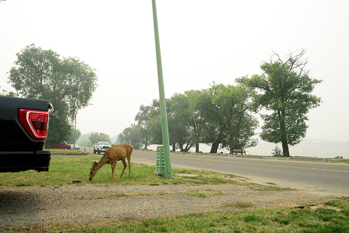 KELOWNA, BC - August 20: A deer grazes on a lawn in the City of Kelowna during the wildfires.