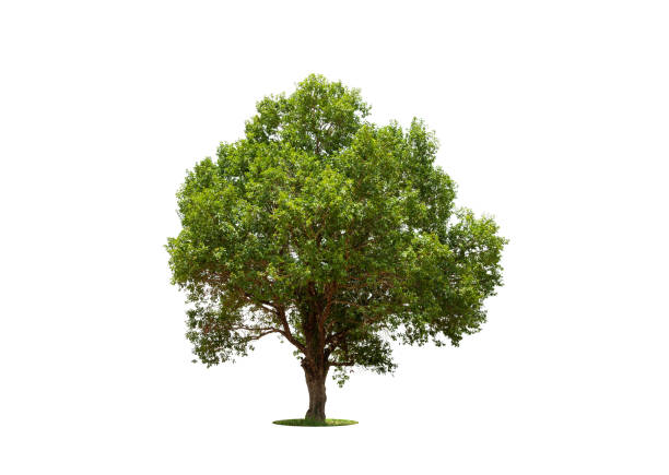 istock Trees isolated on white background, tropical trees isolated used for design, advertising and architecture 1628442115
