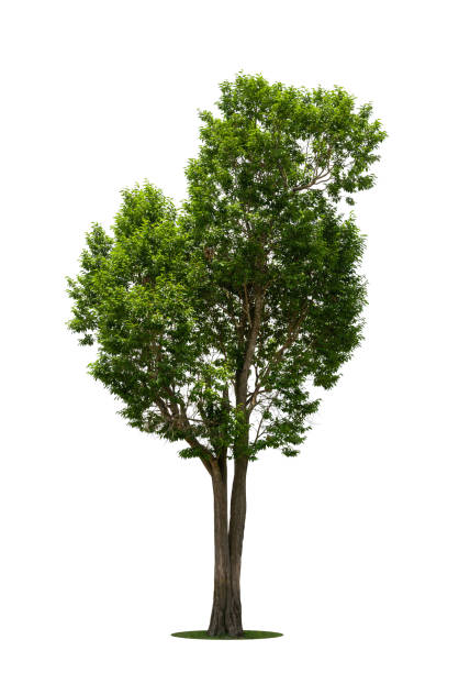 istock Trees isolated on white background, tropical trees isolated used for design, advertising and architecture 1628443155