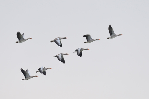 Greylag Geese migration