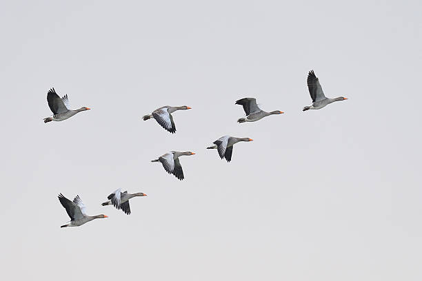 Greylag Geese migration Flock of greylag geese, Anser anser, flying in v-formation. goose bird photos stock pictures, royalty-free photos & images