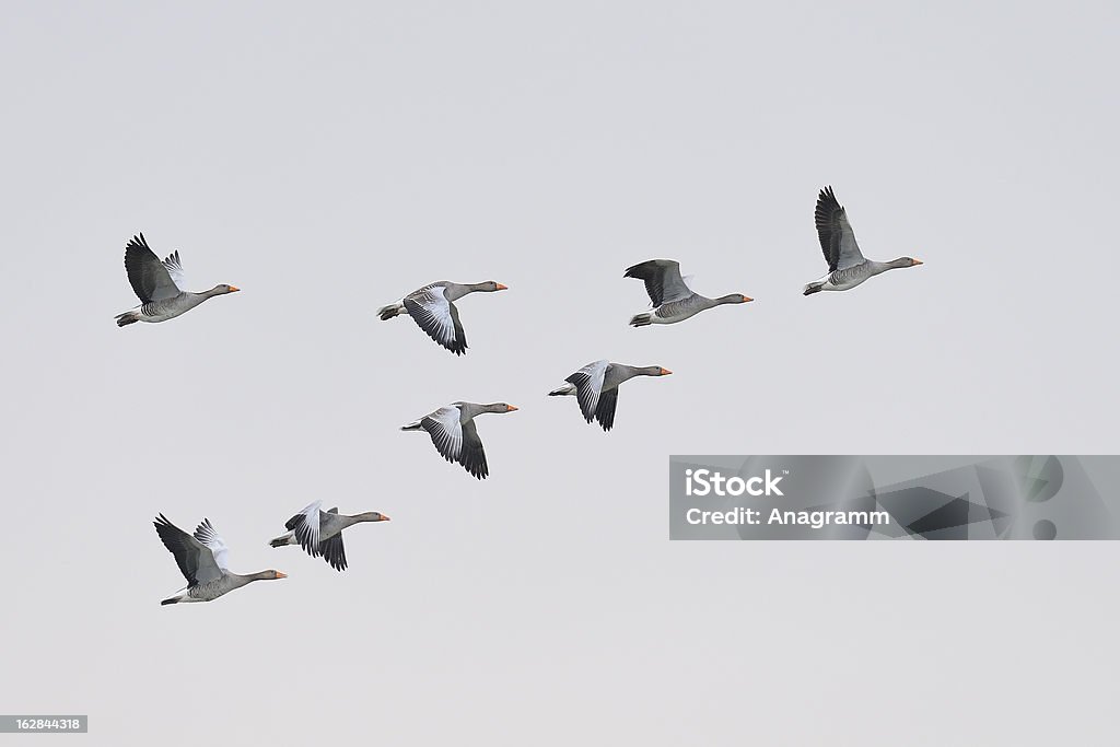 Migração Greylag gansos - Foto de stock de Pássaro royalty-free