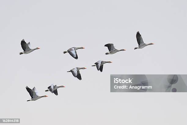 Foto de Migração Greylag Gansos e mais fotos de stock de Pássaro - Pássaro, Bando de Pássaros, Pássaros voando em formação V