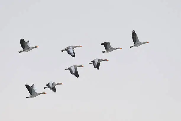 Flock of greylag geese, Anser anser, flying in v-formation.