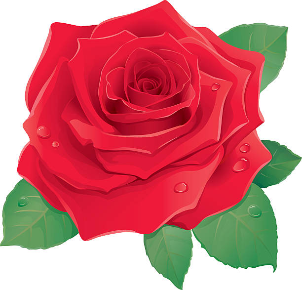 ilustraciones, imágenes clip art, dibujos animados e iconos de stock de rojas rose - rose valentines day flower single flower