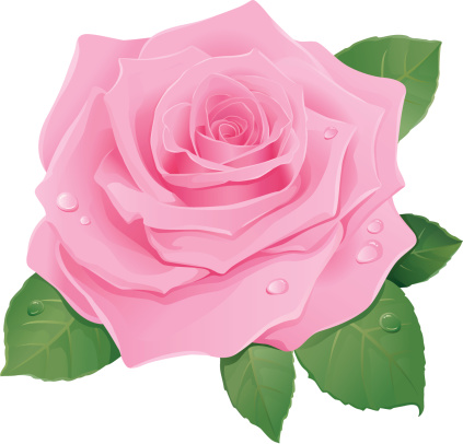 Rosa | Rose vector gratis | ¡Descargalo ahora! Rosa | Rose vector gratis | ¡Descargalo ahora!