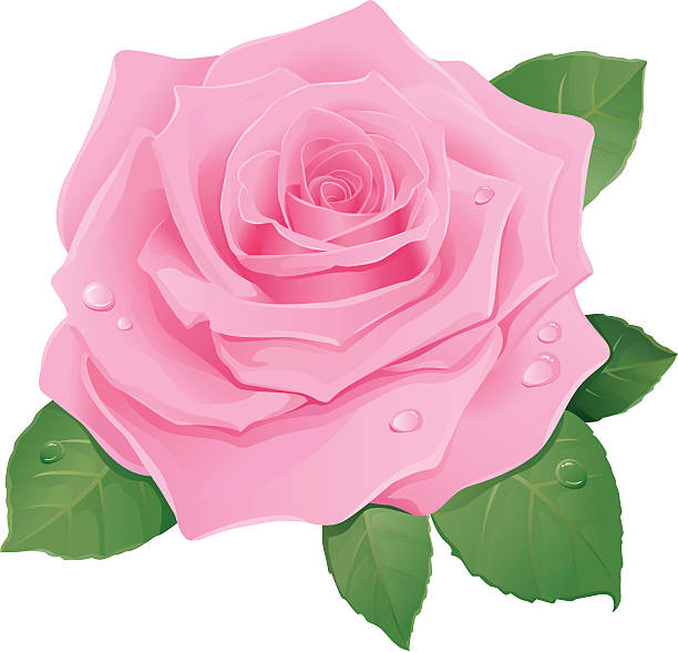 ilustraciones, imágenes clip art, dibujos animados e iconos de stock de pink rose - rose valentines day flower single flower