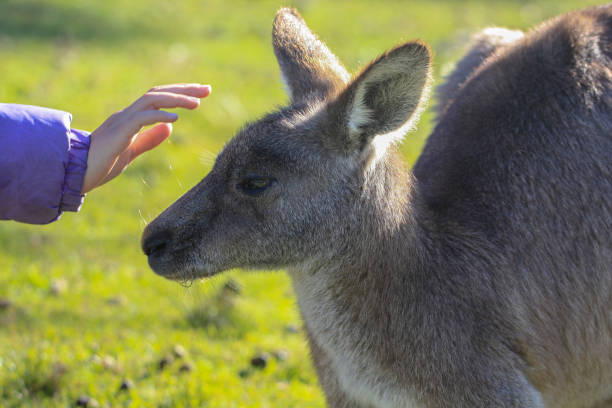 istock Child’s hand reaching out to kangaroo 1628444523