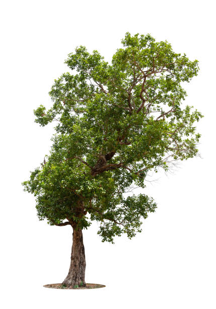 istock Isolated green tree on white background, Trees isolated on white background, tropical trees isolated used for design, advertising and architecture. 1628444754
