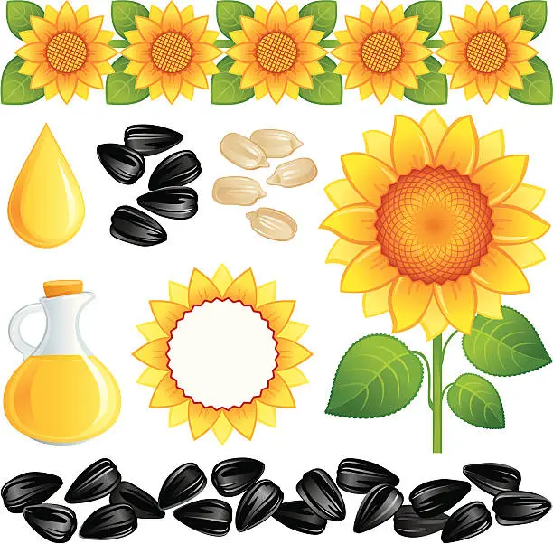 Vector illustration of Sunflowers, seeds and oil