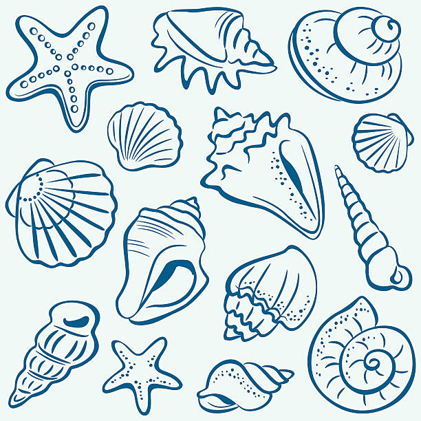 illustrazioni stock, clip art, cartoni animati e icone di tendenza di shell - queen conch