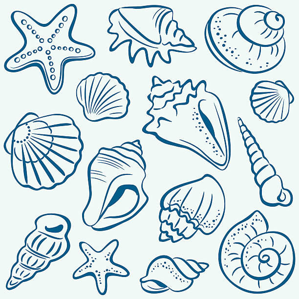 shells - denizyıldızı illüstrasyonlar stock illustrations