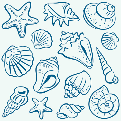 [90] Seashell Clipart Vector PNG , SVG, EPS, PSD, AI