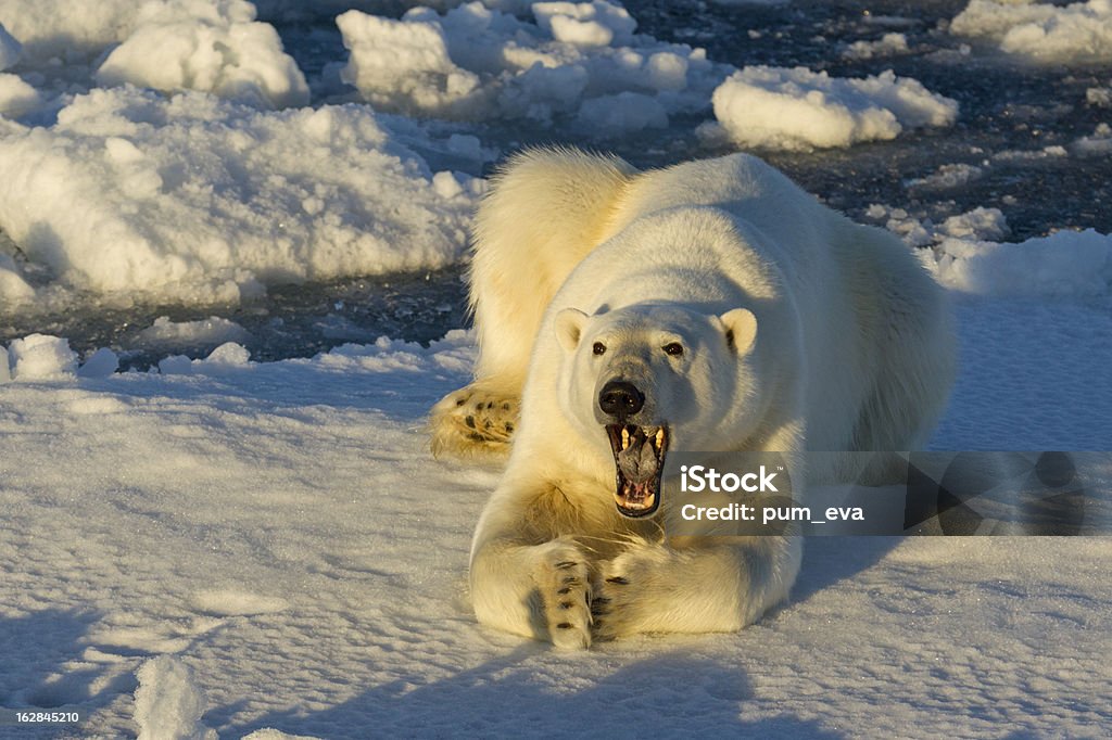 Eisbaer 、Thalarctos maritimus 、ポーラーベア、あくびをする - クマのロイヤリティフリーストックフォト