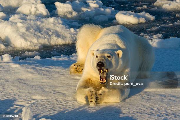 Eisbaer Thalarctos Maritimus ポーラーベアあくびをする - クマのストックフォトや画像を多数ご用意 - クマ, ホッキョクグマ, 氷床