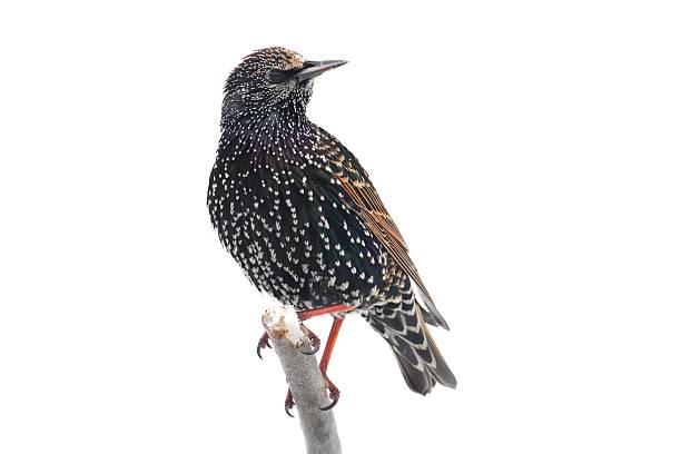 istock Starling In Snow - Isolated 162845309