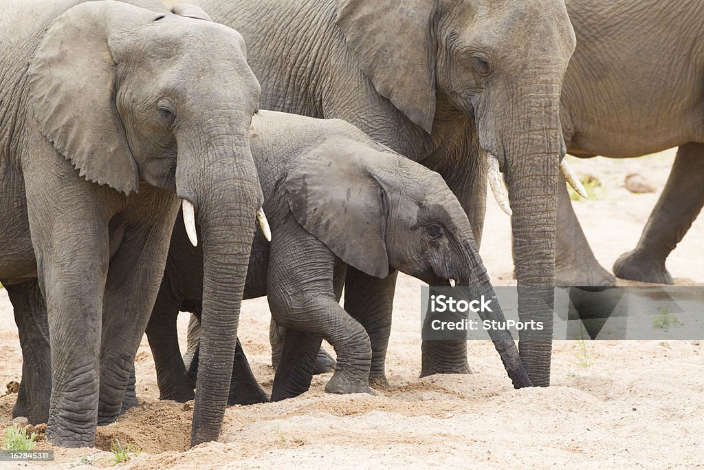 Beber manada de elefantes africanos (Loxodonta africana) - Foto de stock de Animal selvagem royalty-free