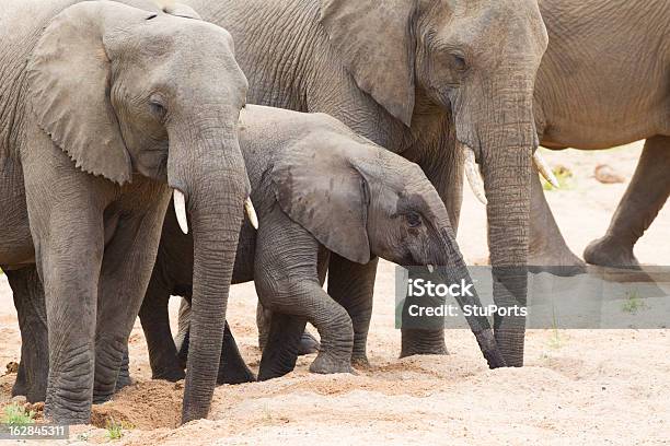 Foto de Beber Manada De Elefantes Africanos e mais fotos de stock de Animal selvagem