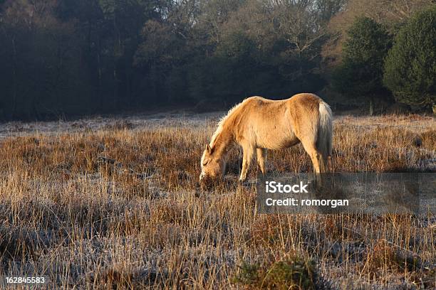 Wild Palomino De Pastoreo New Forest Compensación En Sunrise Winter Foto de stock y más banco de imágenes de Aire libre