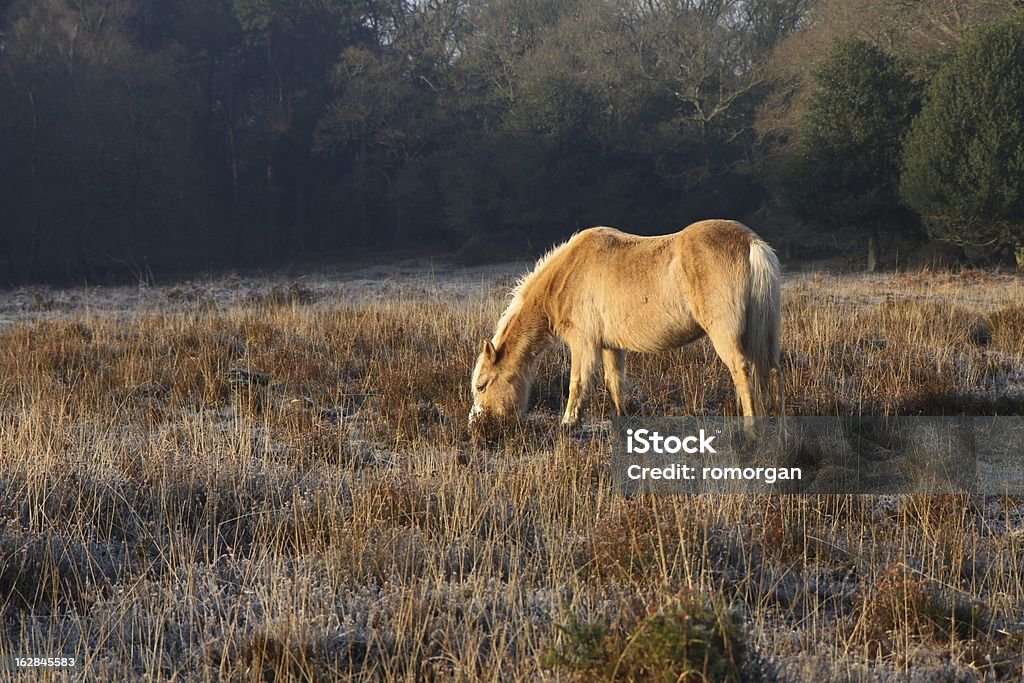 wild palomino grazing new forest clearing at sunrise winter the new forest national park, hampshire, southern england, uk Animal Stock Photo