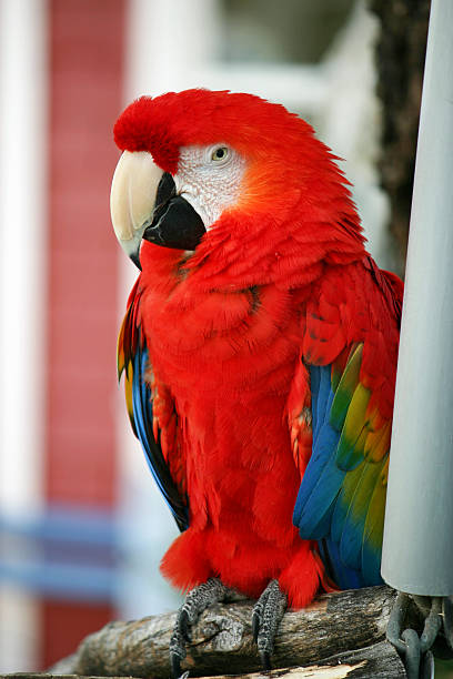 Parrot A pretty red parrot sitting on its perch richie mccaw stock pictures, royalty-free photos & images