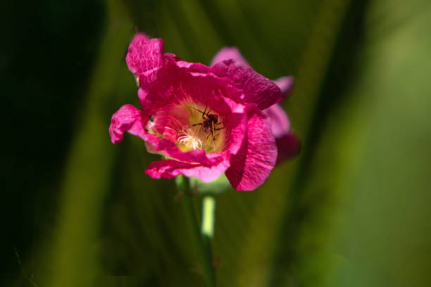 A beautiful pink poppy flower is in full bloom, attracting a busy bee, with fresh green foliage in the background.